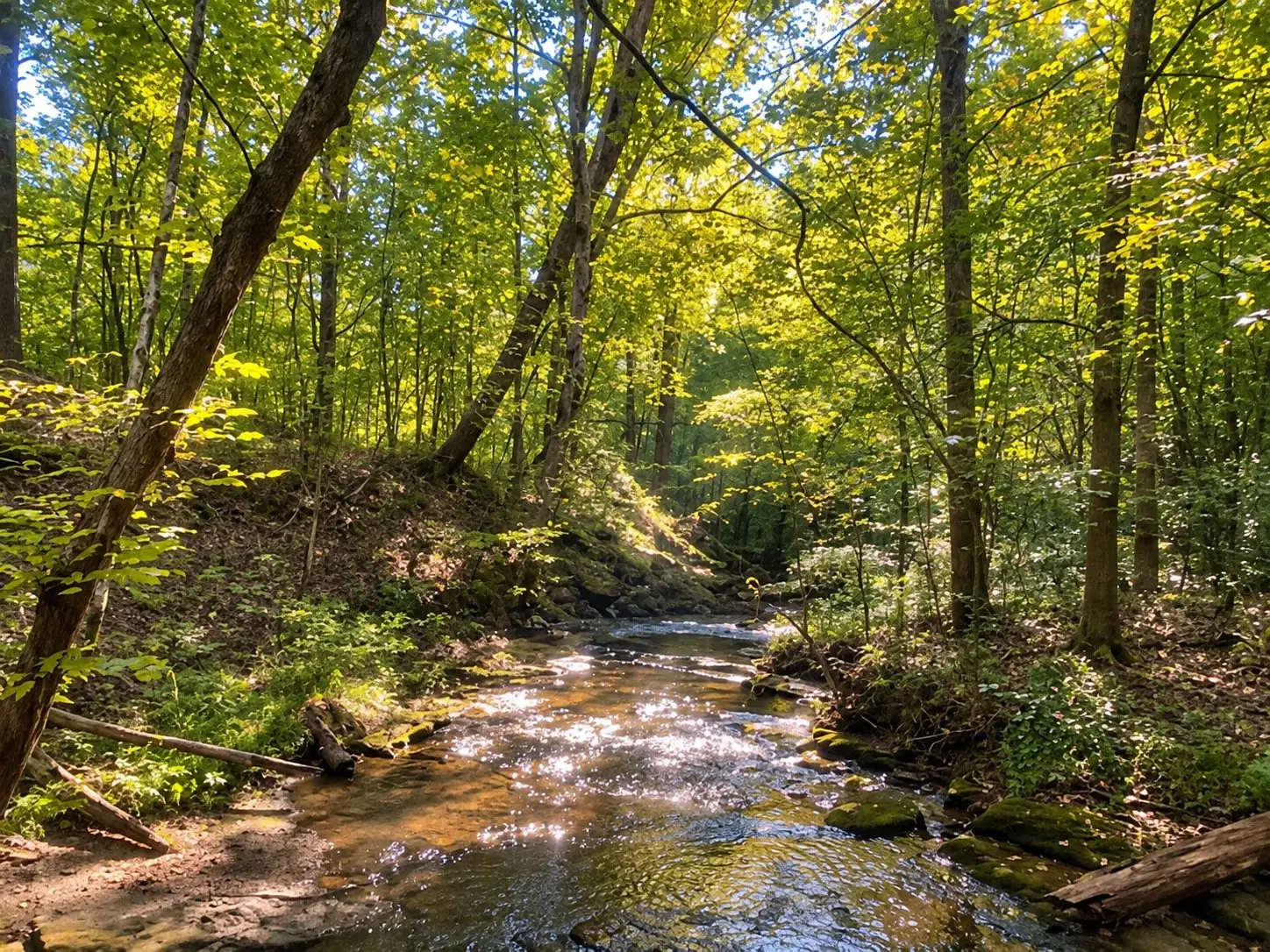 Woodland stream in Montgomery Bell State Park