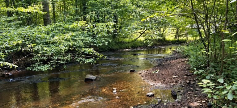 Wooded creek along Jim Bailey Nature Trail at Montgomery Bell State Park