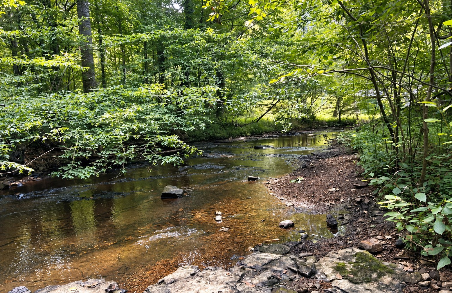 Wooded creek along Jim Bailey Nature Trail at Montgomery Bell State Park