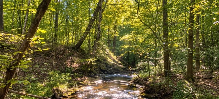 Sunlit woodland creek along Spillway Trail at Montgomery Bell State Park