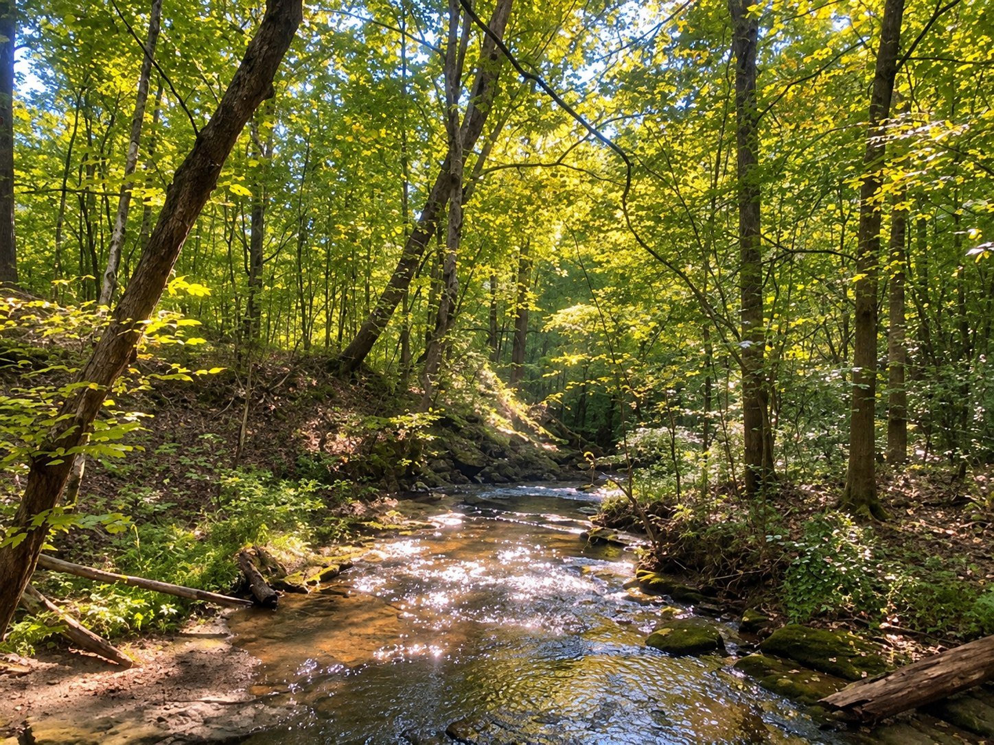 Sunlit woodland creek along Spillway Trail at Montgomery Bell State Park